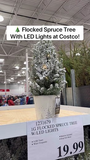 🎄 Flocked Spruce Tree With LED Lights at Costco! These are gorgeous and make the perfect holiday decor! 😍 They include a timer and batteries. Be sure to water it frequently! ($19.99) #costco #sprucetree #holidaydecor #christmasdecor