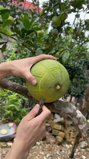 Satisfying Grapefruit Cut #fruit #fruitcutting #grapefruit #satisfying #foryou #shorts
