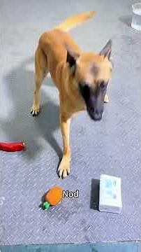 how to make your dog listen to you every time #dog #dogcoach #malinois