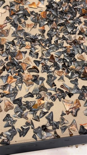 46K views · 601 reactions | Shark teeth found on Hutchinson Island Florida 麗醴#sharkteeth #sharktoothhunting #hutchinsonisland #florida | Hutchinson Island Florida | Facebook