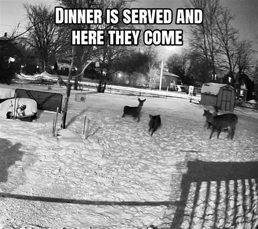 The baby deer are learning the rules when it comes to eating. | baby deer