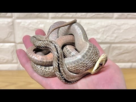 人慣れしすぎたシマヘビはこうなります striped snake