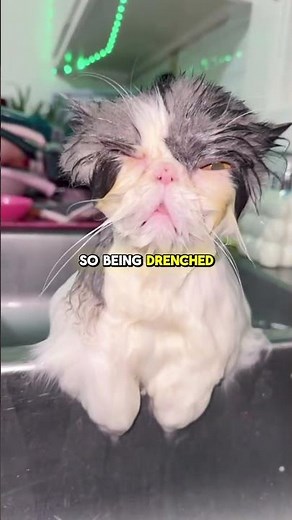 Why Do Cats Hate Water? 🌊💀
