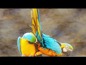 Colorful Macaw Parrots Mating | Wild & Nature Sightings 4K