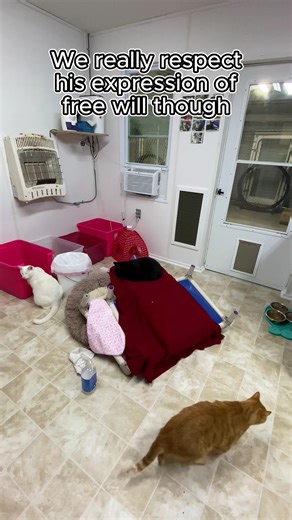 Licorice is a blind, senior kitty who loves to pulls pranks on the staff in the mornings. Some of his favorite pranks are finding and rolling in the dust piles during sweeping and scratching on legs and almost pantsing people! Today he decided to find a very convenient place to nap haha! We truly do love his little pranks though, we're glad he's having a great time! 😼 🖤 #cats #catlover #cutecat #bcrmagic #blindcat #funny #trending #fiv #felv #rescue | Blind Cat Rescue and Sanctuary, Inc.