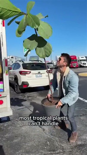 SAVE this for plant-moving tips!⁣ ⁣ Keep temps consistent 🌡⁣ Most tropical plants can’t survive in