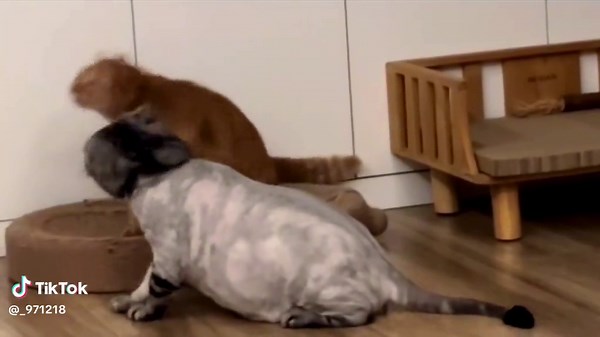 #Funny Cats of Tiktok: Hilarious and Cute Cat Videos