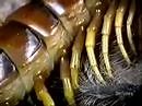 giant centipede vs tarantula