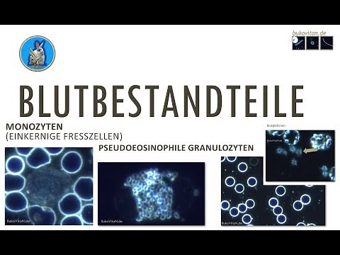 Alle Blutbestandteile einfach erklärt für die Blutmikroskopie