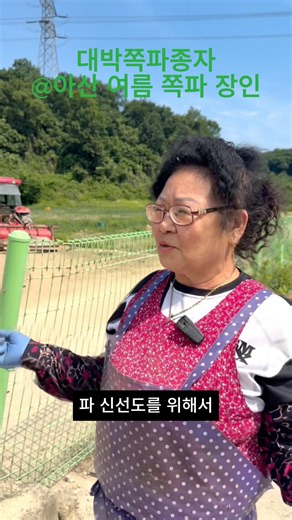 대박쪽파종자_아산 쪽파 농가 인터뷰(4)_작업장 온도 공개드립니다. #대박쪽파종자 #대박쪽파 #쪽파종구 #쪽파종자 #쪽파농사