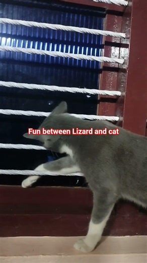 The Cat is helpless to catch lizard#mirror#catfighting#petlover#villagerlifestyle