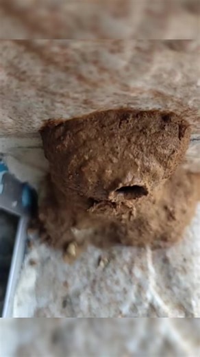 Discover the Intricacies of Wasp Behavior and Nests