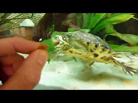 Trachemys scripta scripta [HQ]