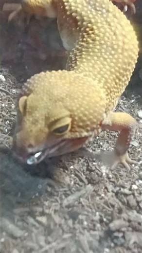 leopard gecko feeding #leopardgeckos #reptiles