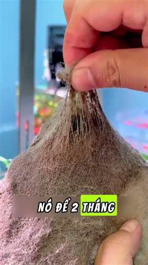 Bí kíp giữ nước hồ cá trong vắt 2 tháng hổng cần thay bông lọc #KingbioVN #BongLoc