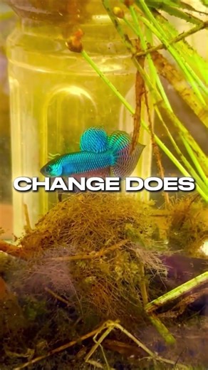 The Betta Mistake Experienced Owners Still Make