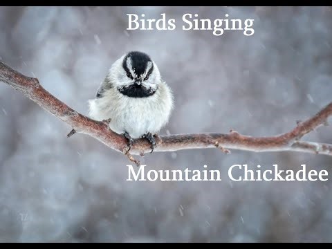 Birds Singing - Mountain Chickadee - Sound of Nature