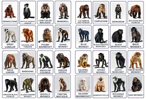 Explore 32 Monkey Species Flashcards Designed for Children, Monkey Flash Card, Jungle Animals Card, Animal Flashcards, Commercial Use - Etsy Canada