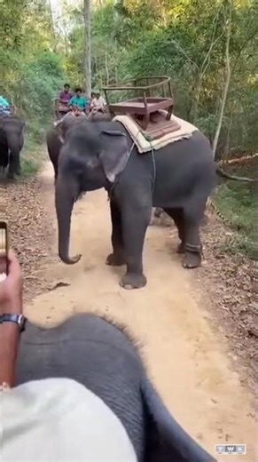 Bush Explosion — Elephant Takes Control