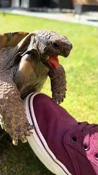 HOW DOES A TURTLE SOUND #turtle #torto