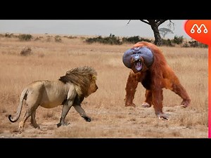 LION vs ORANGUTAN: WHO WINS THIS BATTLE?