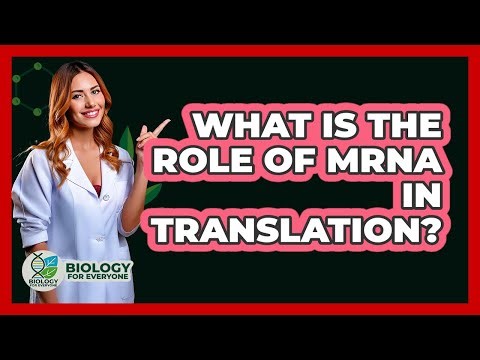 What Is The Role of mRNA In Translation?