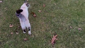 Live at 4:30 & 5:30 at Lights on Eastbury Pond on WFSB - Channel 3 Eyewitness News Taco the cat!! | Jill Gilardi