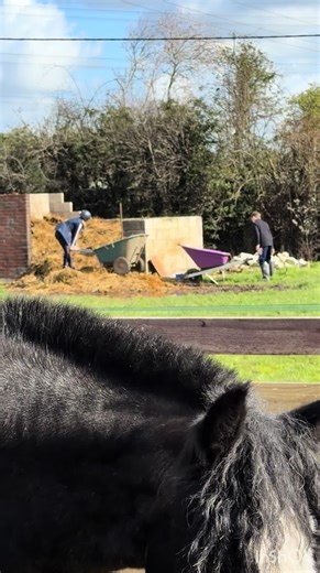 When you have to stand on the pop pile to empty the barrow 😂😂 #rubyandflossy #muckingoutstables #horselife