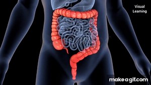 Large intestine Anatomy (⚡3d animation) on Make a GIF