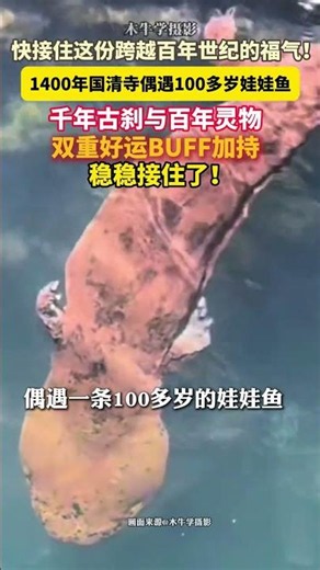 见者好运！#快接住这份百年娃娃鱼的超级福气 ！千年古刹和百年灵物双重好运BUFF加持，稳稳接住了！#美丽主播说新闻