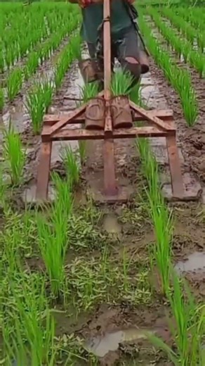 the process of leveling the ground between rice plants using simple tools#shorts
