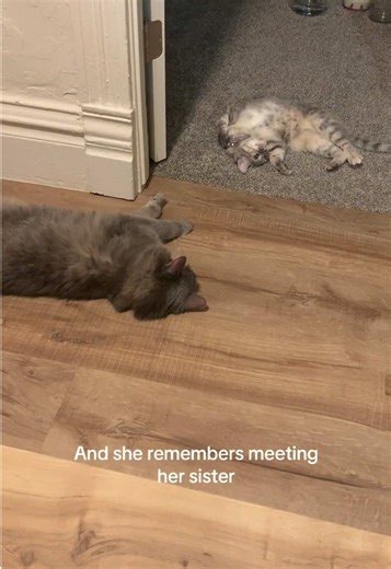 A Cat's Journey Through Memories and Emotions