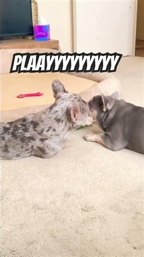 Drax the Frenchie Testing His Brother’s Limits… Won’t Stop Poking Him 😂🐾