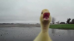 Why Are You Running? Duck Meme Explained