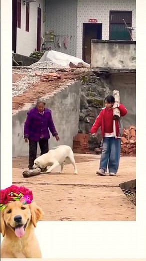 dogs protecting their owners ❤️🐕#bome #shortsfeed #ytshorts #labrador