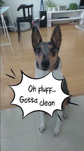 Smooth collie fur problem. Needs cleaning... #collie #dogs