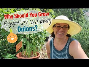 Egyptian Walking Onions, perfect permaculture perennials for your garden!