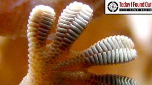 How Gecko Feet Are Able to Stick to Almost Anything and Why They Don't Stick to Teflon