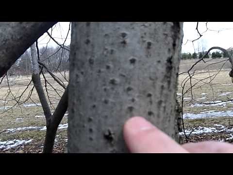 Basswood Tree Identification Video Response to Leaf Life Bushcraft