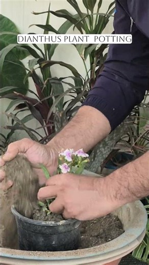 Dianthus Repotting Easy Guide for Healthy Growth Continuous Bloom #Dianthus #GardenCare #homegarden
