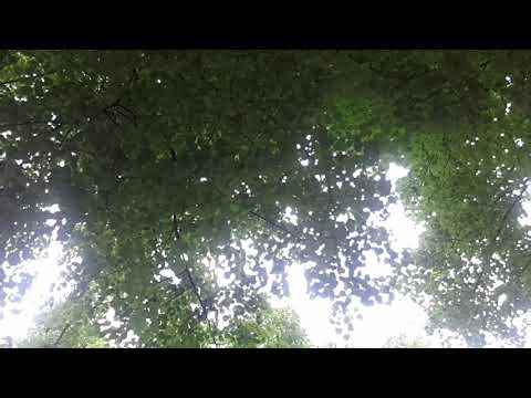 My friends the trees