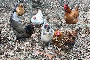 Feeling cooped up? Now may be an egg-cellent time to raise your own chickens