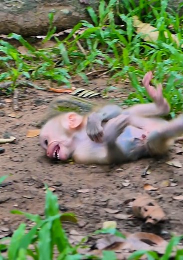 So pity baby monkey! mom drop her baby monkey out by angry when he tries request milk #babymonkey #monkey #cutebaby #cute #reelsvideoシ | Lovely Monkey Videos
