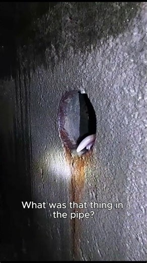 Pale Creature Spotted in Drain Tunnel – Real or Hoax?