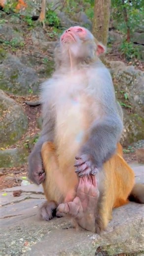 Hahaha #monkeys #love #funny #pets #wildlife #animals | My Love Monkey