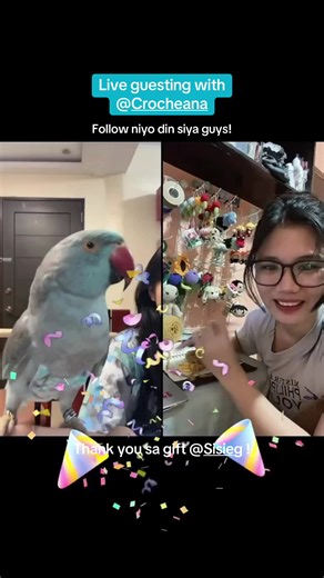 Live guesting with @Crocheana 🥰 Follow niyo siya guys if want niyo ng mga magagandang crocheted items! (Crochet) #thebirdgang #jasiabird #crochet #birdtricks #PetBirds