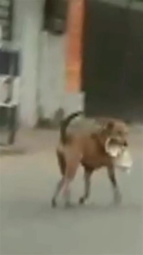 dog and a shoe #shortsfeed #ytshorts #cute #funny