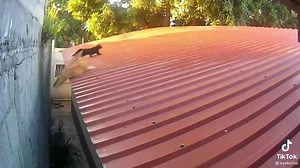 598K views · 17K reactions | OYen belum kenal siapa cikTam, The legendary EVEREADY battery  | Meow Oh Meow | Facebook