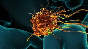 Macrofagi o globuli bianchi al microscopio: video stock (100% royalty free) 8264491 | Shutterstock