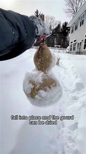 I’m excited to start working with the 2025 crop. Can’t wait to make some beautiful art with this natural gourd. One of my favorite things about growing gourds is you can harvest them on your time—even in the dead of winter. No rush like other crops. Once the gourd has cured, it can be dried. Curing is the process where the cells die off and the lignin falls into place. If you dry them before they have cured, they can warp or crack. In some ways the cold Maine winter works in our favor—it helps s